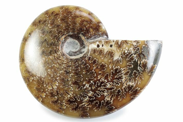 Polished Ammonite (Cleoniceras) Fossil - Madagascar #364954